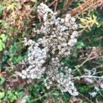 Solidago sempervirens Froito