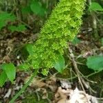 Amianthium muscitoxicum Flower