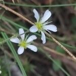 Arenaria grandiflora Flower