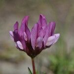 Trifolium alpinum 花