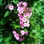 Phlox maculata Flor