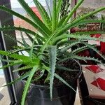 Aloe × spinosissima Hoja