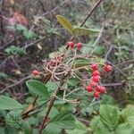 Cotoneaster coriaceus Fruto