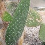 Opuntia leucotricha Blad