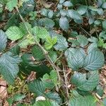 Rubus senticosus Blad