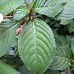 Impatiens flaccida Yaprak