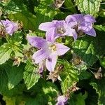 Campanula lactiflora Flower