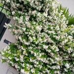 Trachelospermum jasminoides عادت داشتن