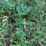 Vicia dumetorum Blad