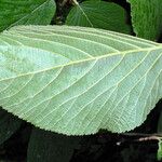 Viburnum lantanoides Leaf