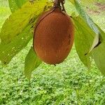 Theobroma grandiflorum Fruto
