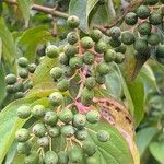 Cornus foemina Fruit