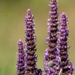 Nepeta tuberosa Flower