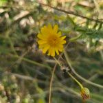 Emilia discifolia 花