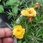 Portulaca grandifloraFlower