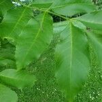 Carya illinoinensis Mosusu