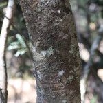Boscia mossambicensis Corteza