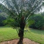 Cycas circinalis Folha