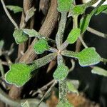 Corokia cotoneaster পাতা