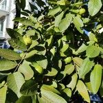 Psidium guajava Blatt