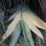 Thysanolaena latifolia Leaf