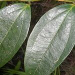 Satyria meiantha Leaf