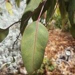 Eucalyptus caesia 叶