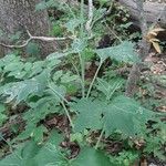 Arnoglossum atriplicifolium Hoja