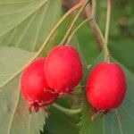 Sorbus latifolia Fruto