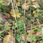 Poa nemoralis Leaf