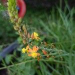 Bulbine frutescensÇiçek