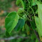 Discoglypremna caloneura Hoja