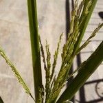 Panicum dichotomiflorum Fruit