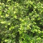 Hirtella paniculata Hábito