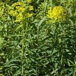 Euphorbia esula Other