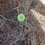 Malacothrix californica Flor
