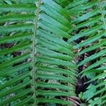 Polystichum munitum Foglia