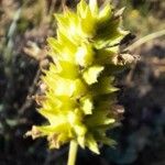Sideritis hyssopifolia Květ