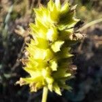 Sideritis hyssopifolia Квітка