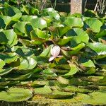 Nymphaea albaफूल