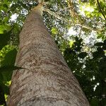 Terminalia ivorensis Kabuk