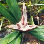 Freycinetia spectabilis