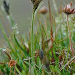 Carex bigelowii Blüte
