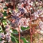 Limonium bellidifolium Blüte