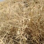 Astragalus armatus Fruit