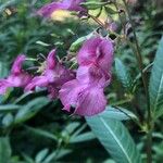 Impatiens glandulifera Žiedas