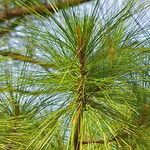 Pinus kesiya 葉