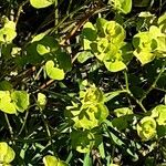 Euphorbia segetalis Blad