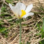 Ranunculus pyrenaeus Çiçek