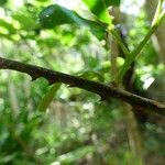 Zanthoxylum asiaticum बार्क (छाल)